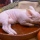 The Most Horrifying Way to Eat Cochinillo (a.k.a. Whole Baby Pig)